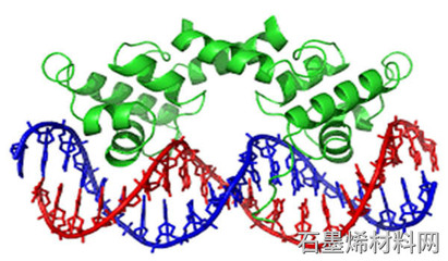 阿徹和阿德萊德大學(xué)開(kāi)發(fā)基于石墨烯的生物傳感器