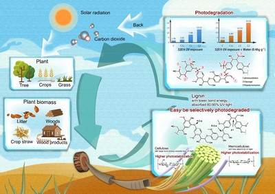 竹子中心在戶外竹基復(fù)合材料研發(fā)和生物質(zhì)材料光降解機(jī)理方面取得新突破